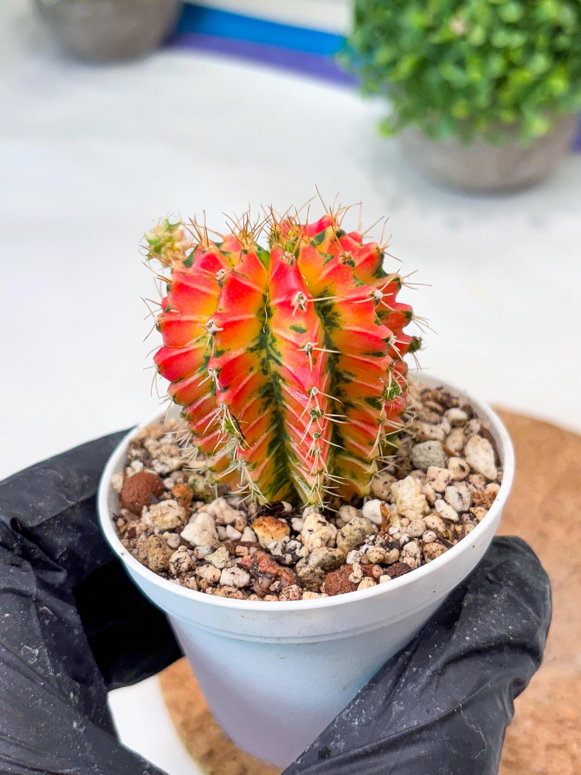 Gymnocalycium "Ladybug" (g4) (g1) | Special Hybrid cactus