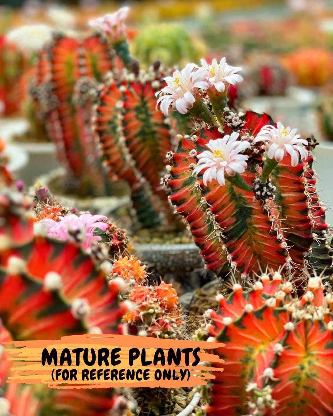 Gymnocalycium "Ladybug" (g4) (g1) | Special Hybrid cactus