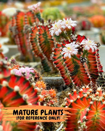 Gymnocalycium "Ladybug" (g4) (g2) | Special Hybrid cactus