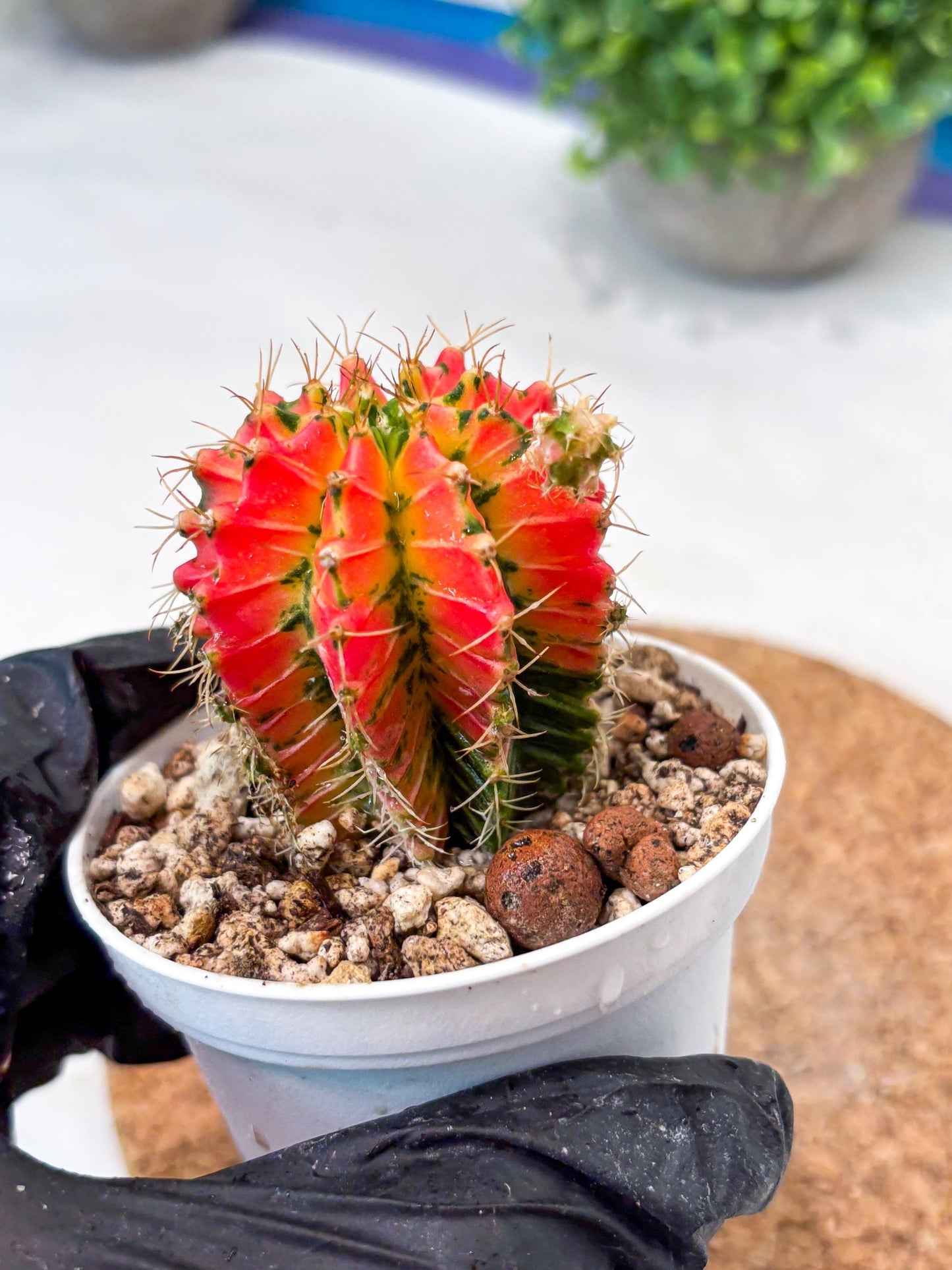 Gymnocalycium "Ladybug" (g4) (g1) | Special Hybrid cactus
