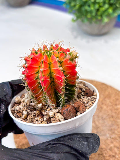 Gymnocalycium "Ladybug" (g4) (g1) | Special Hybrid cactus