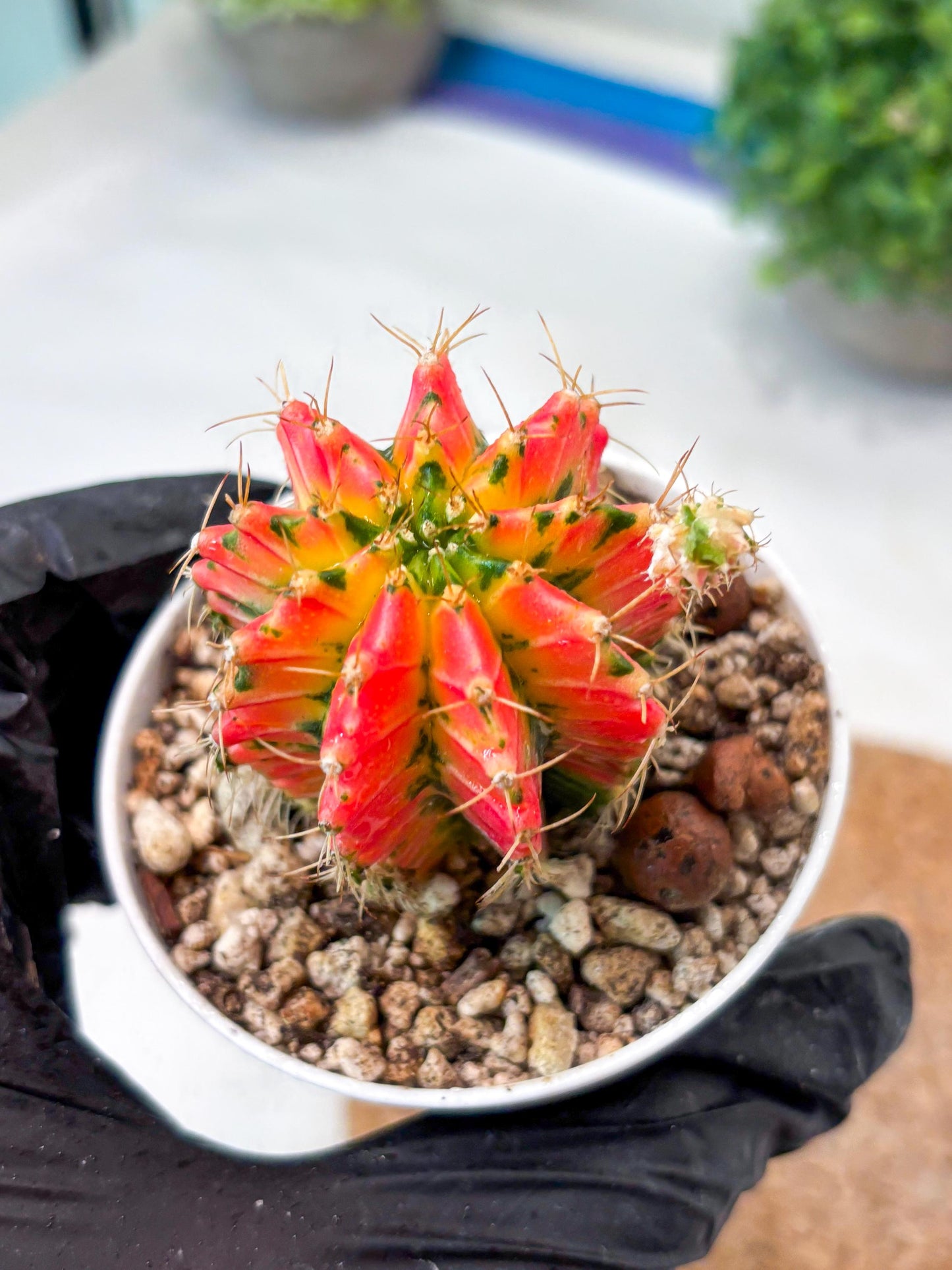 Gymnocalycium "Ladybug" (g4) (g1) | Special Hybrid cactus