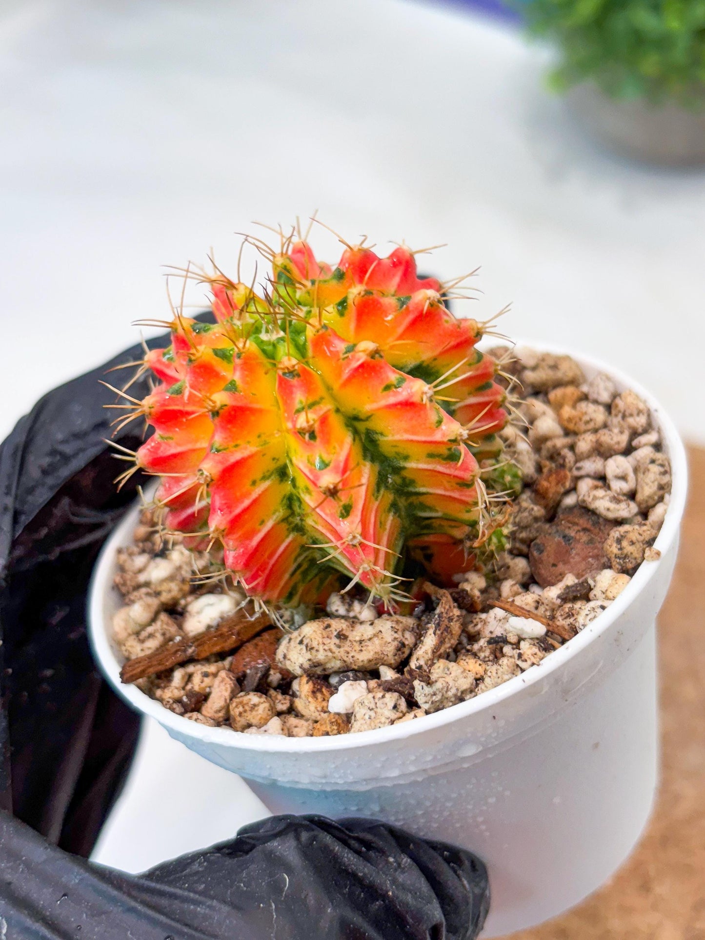 Gymnocalycium "Ladybug" (g4) (g2) | Special Hybrid cactus