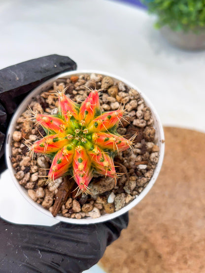 Gymnocalycium "Ladybug" (g4) (g2) | Special Hybrid cactus
