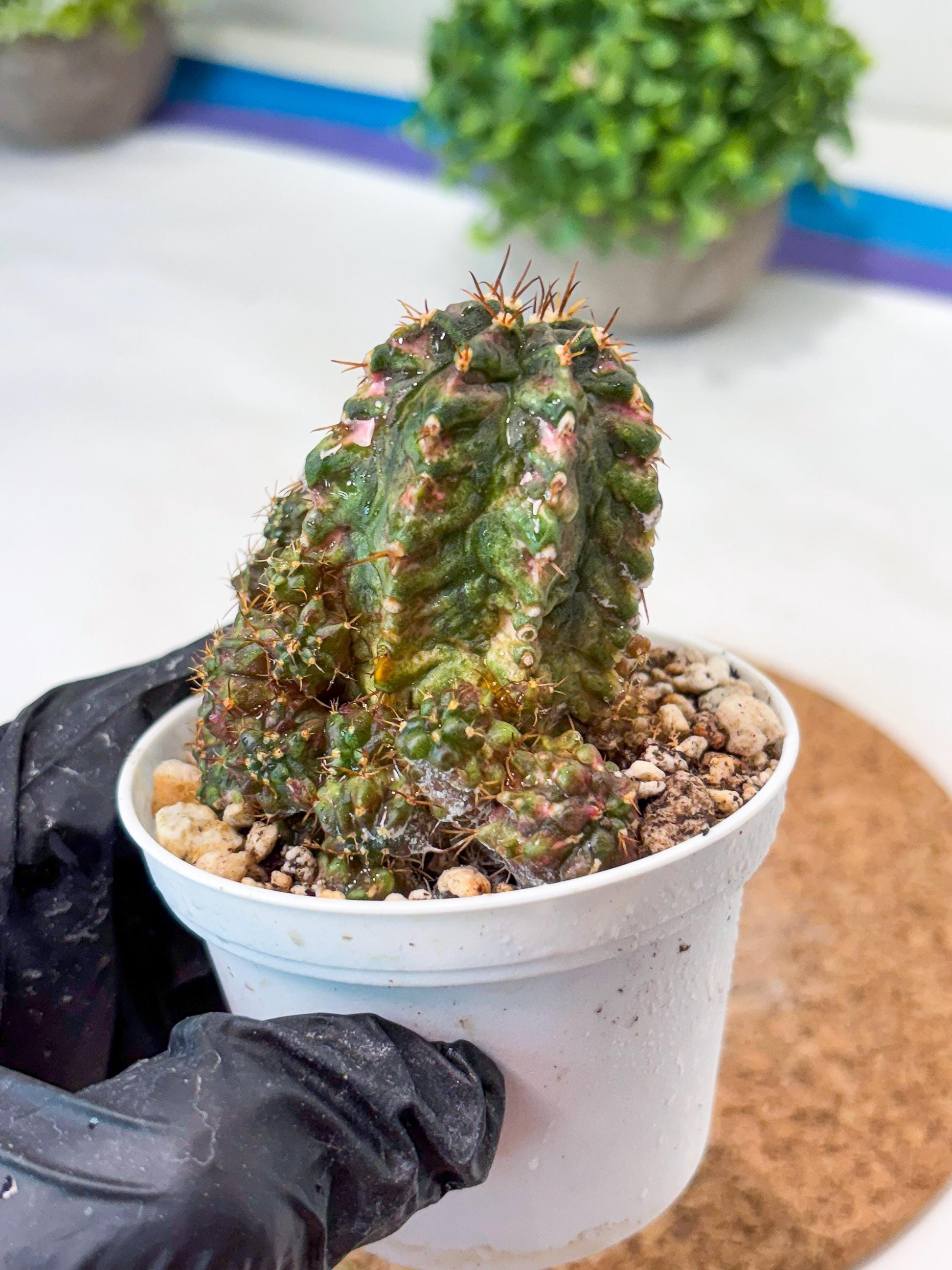 Gymnocalycium "T-LUX" (g4) (g4) | Special Hybrid cactus