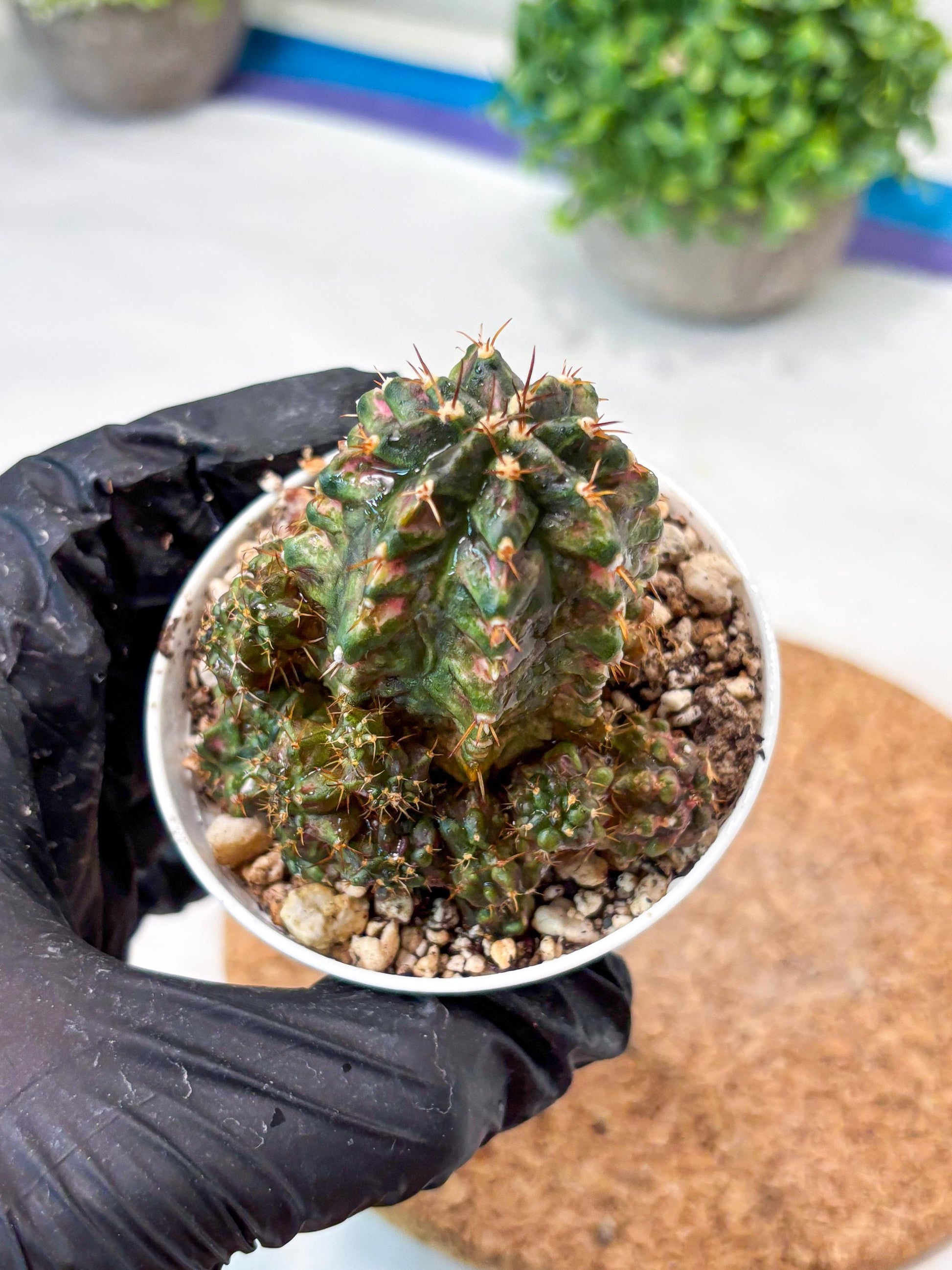 Gymnocalycium "T-LUX" (g4) (g4) | Special Hybrid cactus