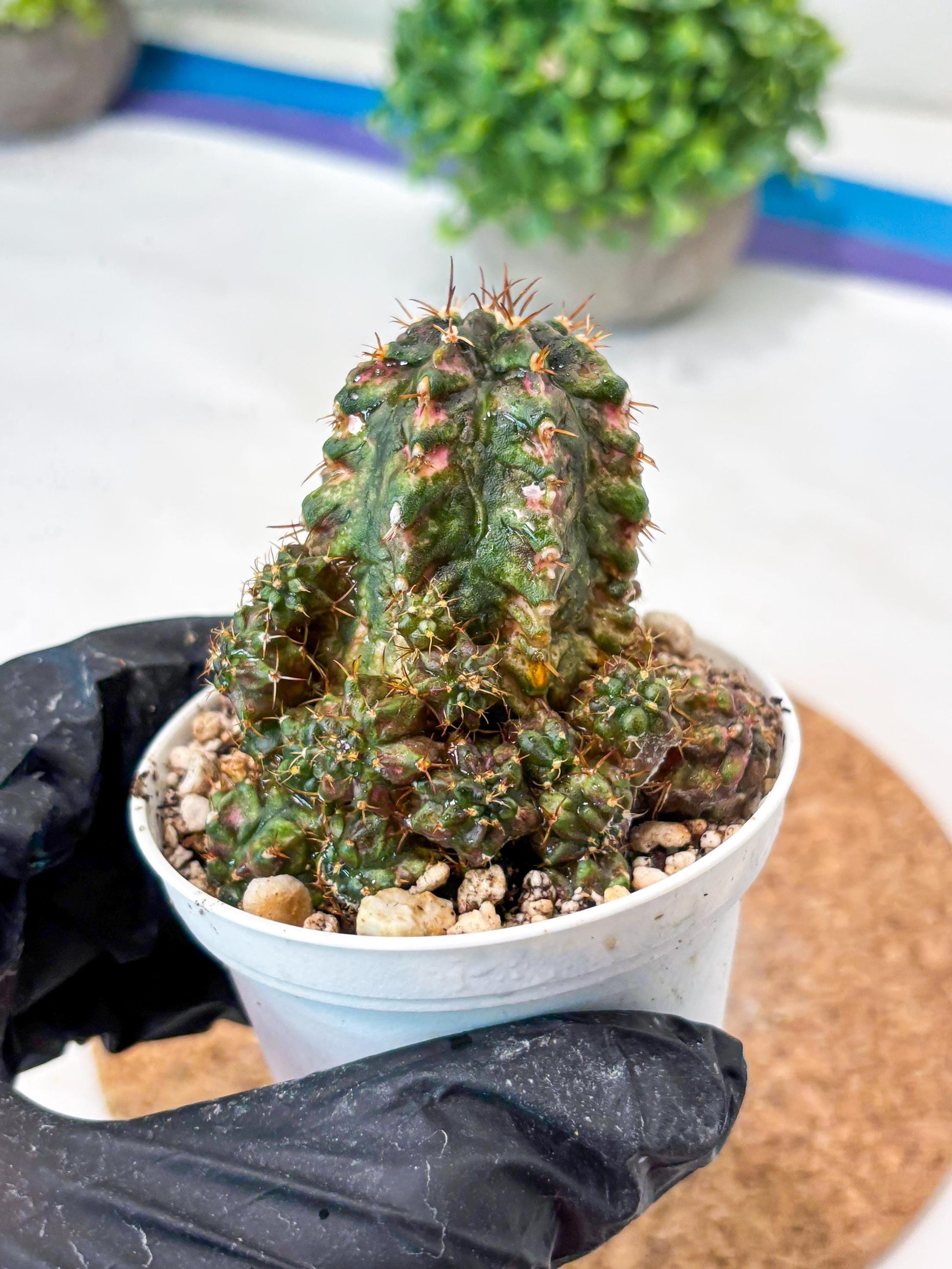 Gymnocalycium "T-LUX" (g4) (g4) | Special Hybrid cactus