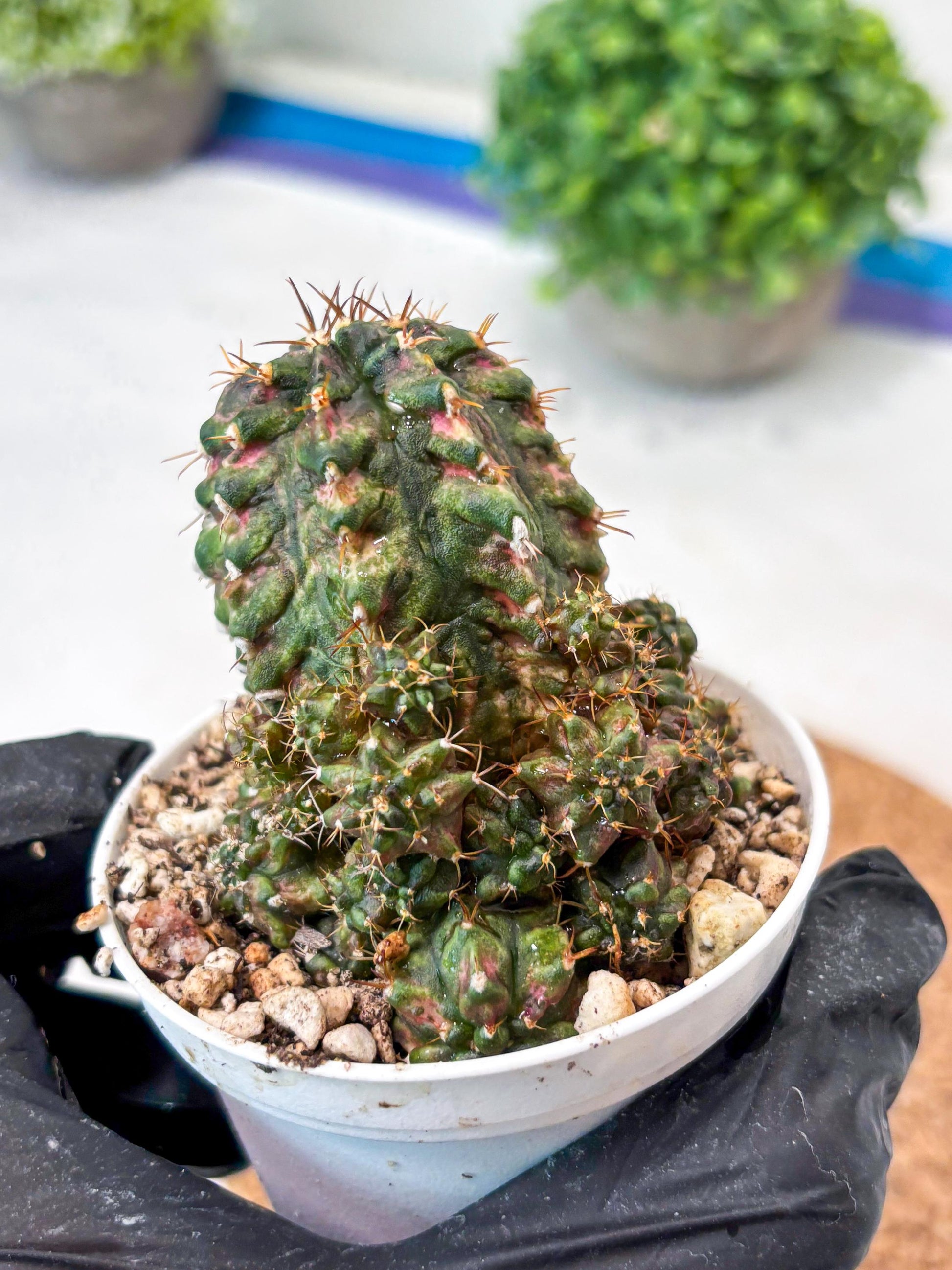 Gymnocalycium "T-LUX" (g4) (g4) | Special Hybrid cactus