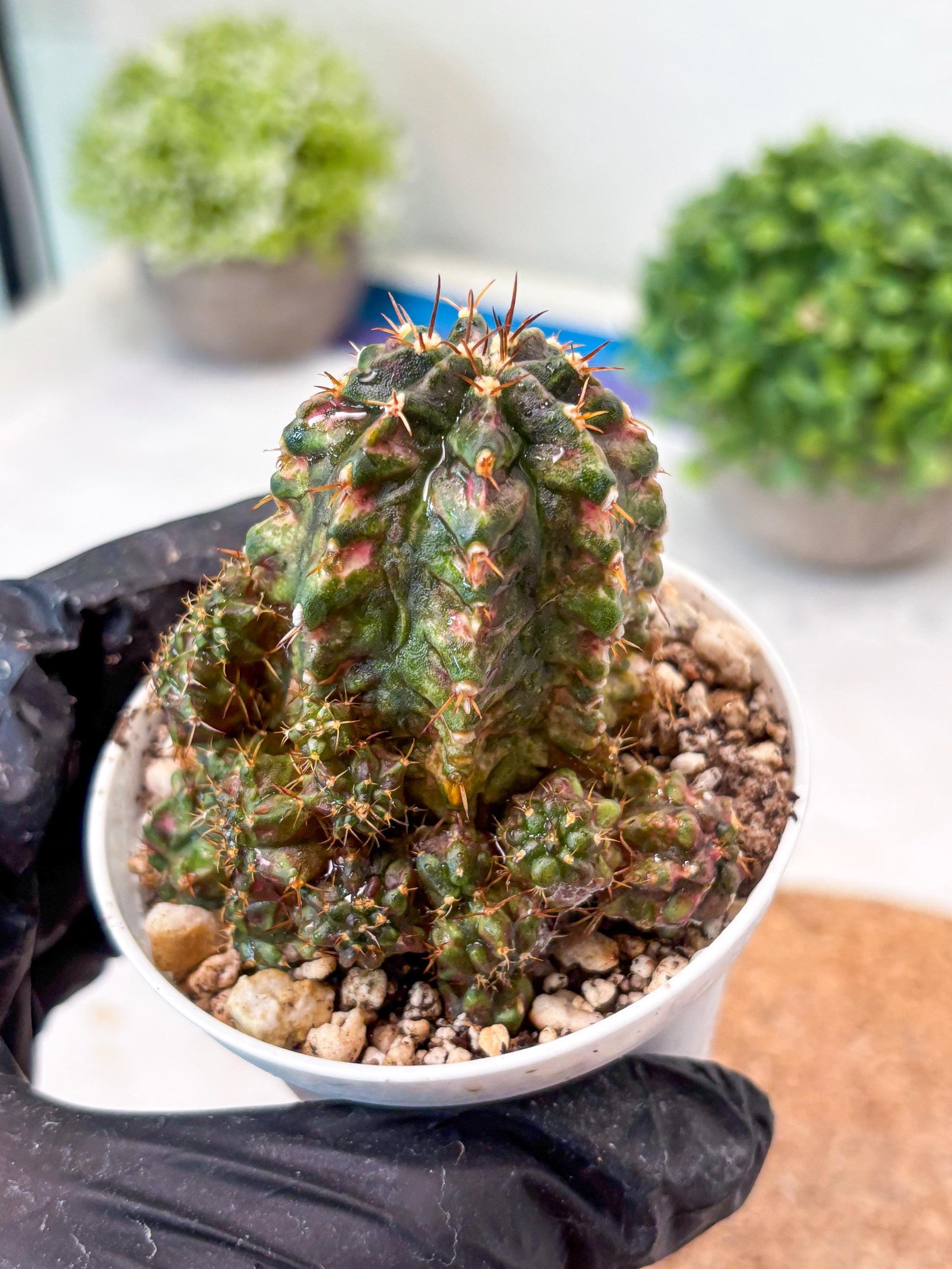 Gymnocalycium "T-LUX" (g4) (g4) | Special Hybrid cactus