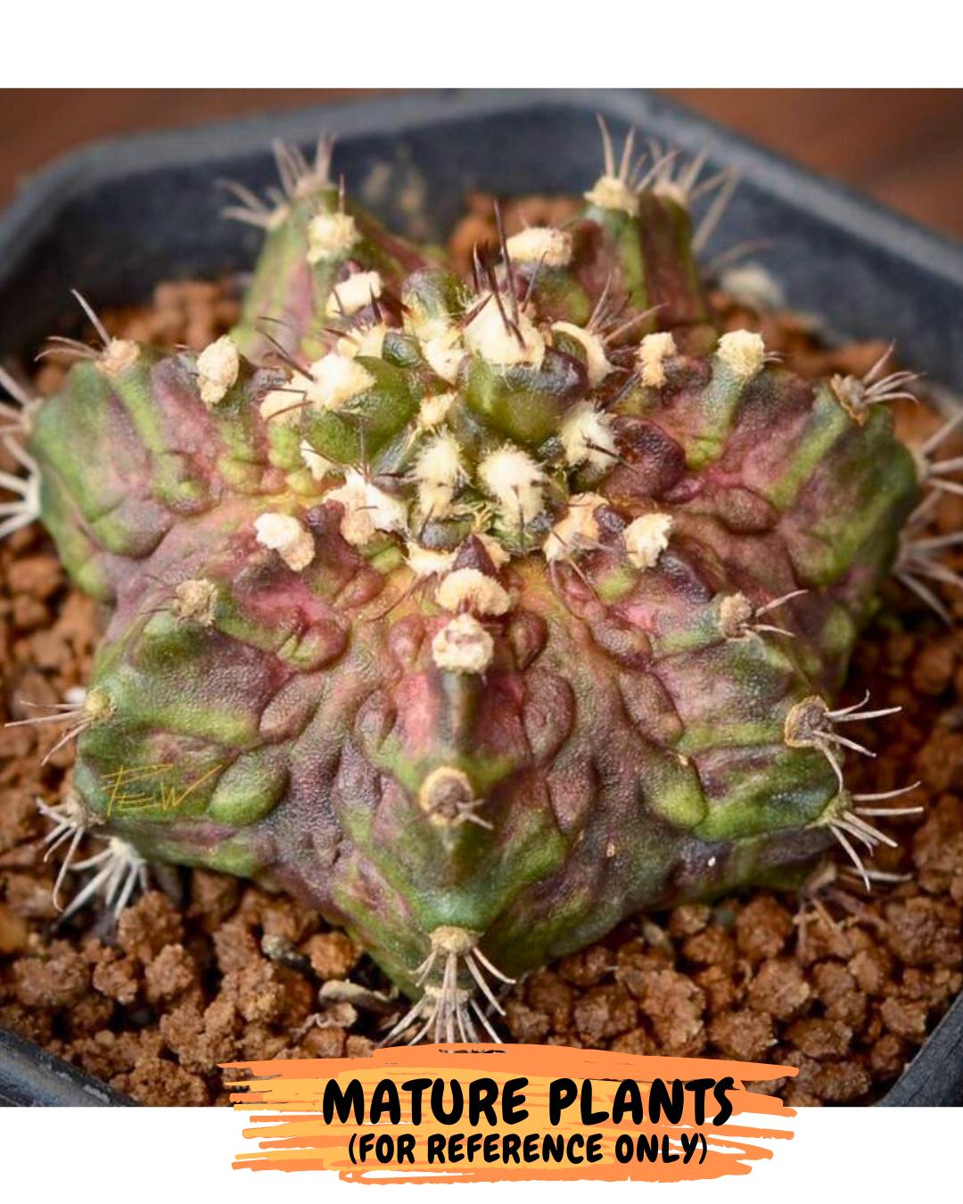 Gymnocalycium "T-LUX" (g4) (g4) | Special Hybrid cactus