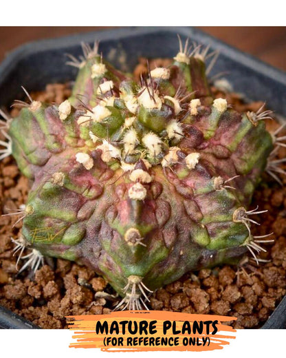 Gymnocalycium "T-LUX" (g4) (g4) | Special Hybrid cactus