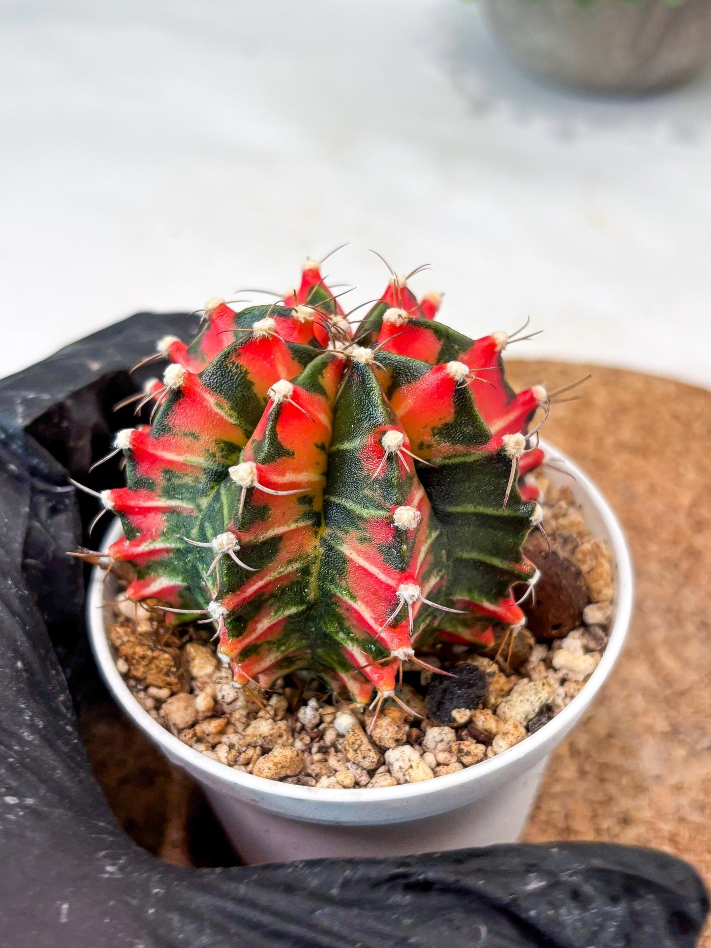 Gymnocalycium "Japan Clone" (g4) (g5) | Special Hybrid cactus