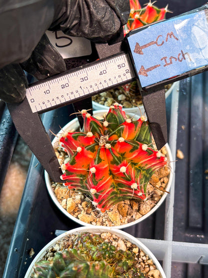 Gymnocalycium "Japan Clone" (g4) (g5) | Special Hybrid cactus