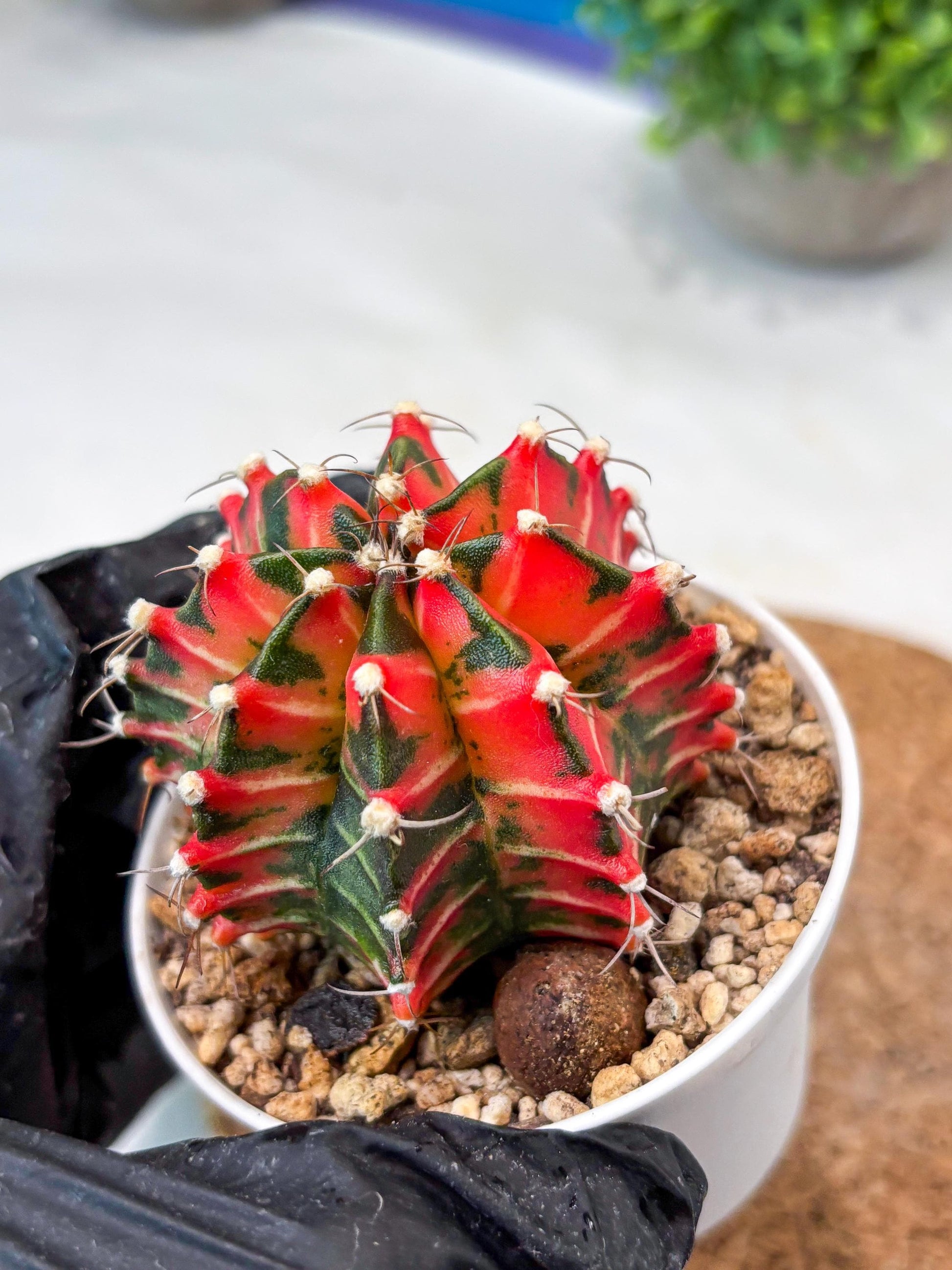 Gymnocalycium "Japan Clone" (g4) (g5) | Special Hybrid cactus