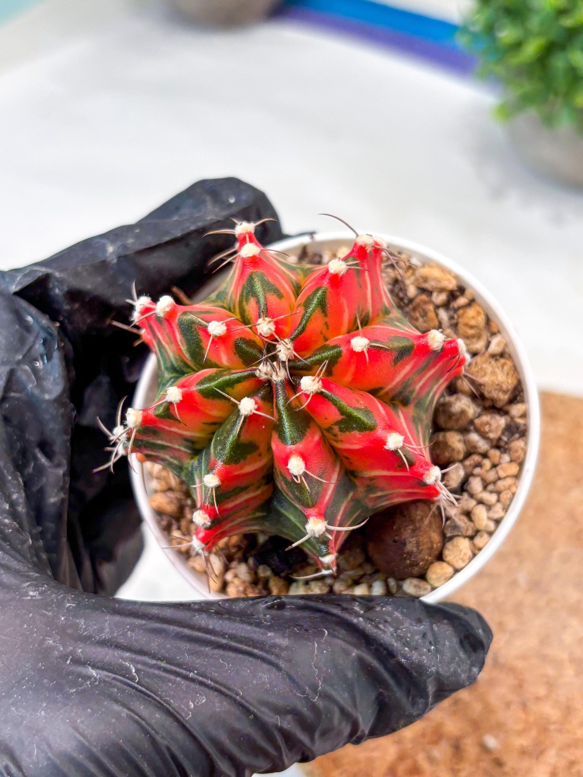 Gymnocalycium "Japan Clone" (g4) (g5) | Special Hybrid cactus