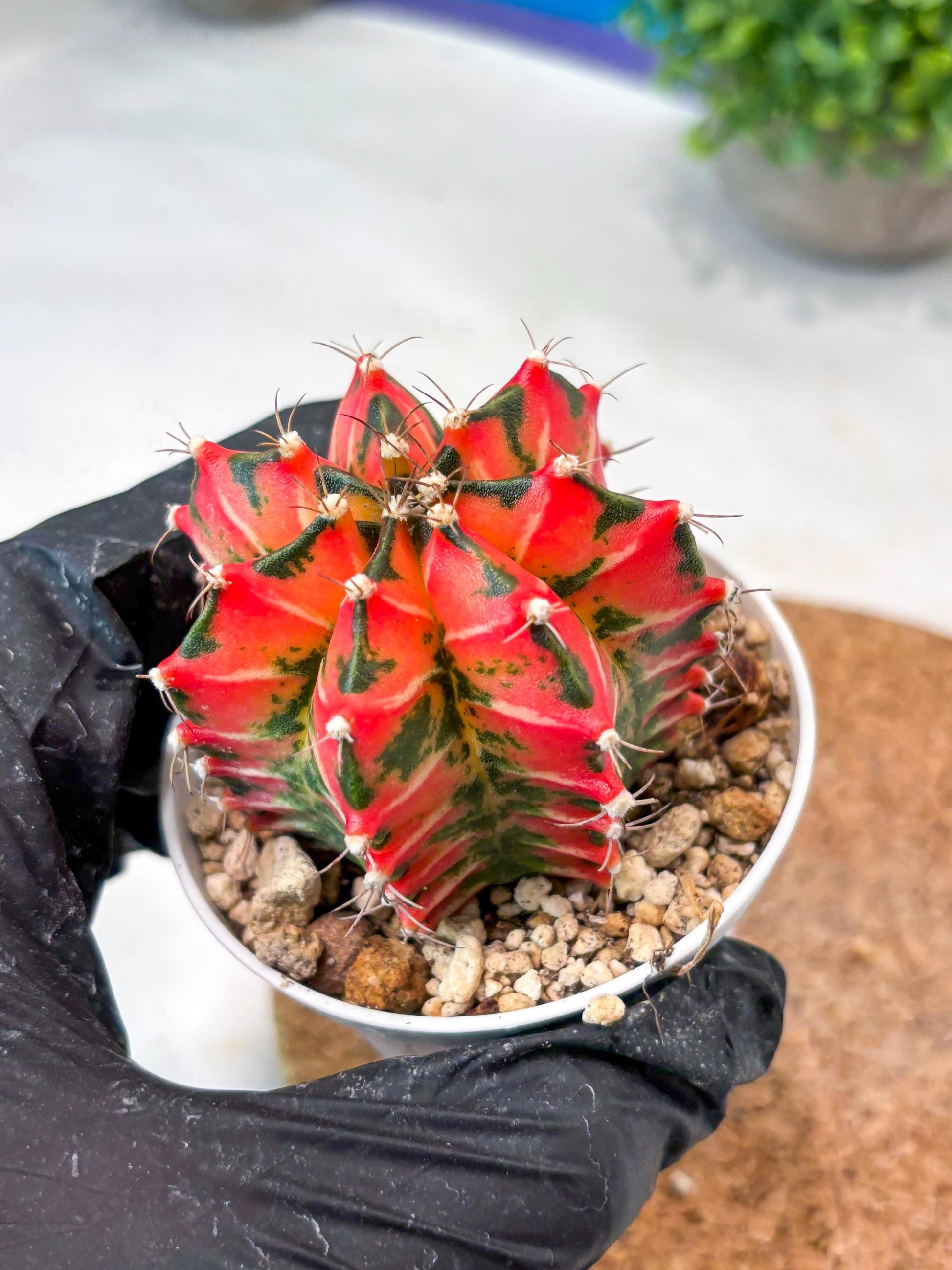 Gymnocalycium "Japan Clone" (g4) (g6) | Special Hybrid cactus