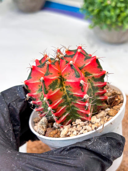 Gymnocalycium "Japan Clone" (g4) (g6) | Special Hybrid cactus