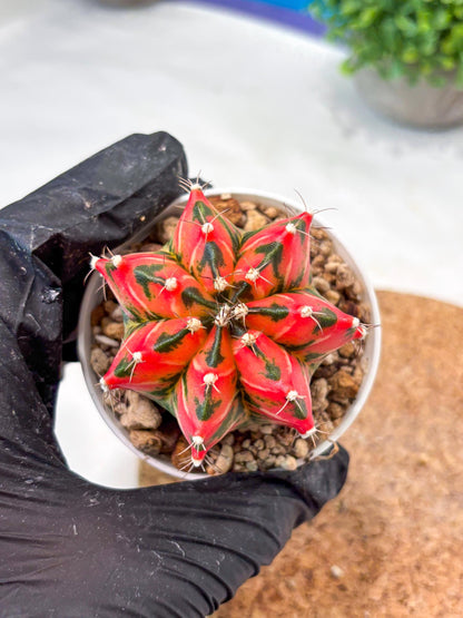 Gymnocalycium "Japan Clone" (g4) (g6) | Special Hybrid cactus