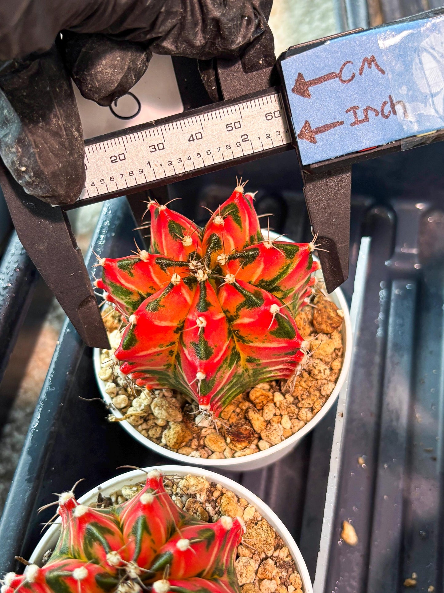 Gymnocalycium "Japan Clone" (g4) (g6) | Special Hybrid cactus