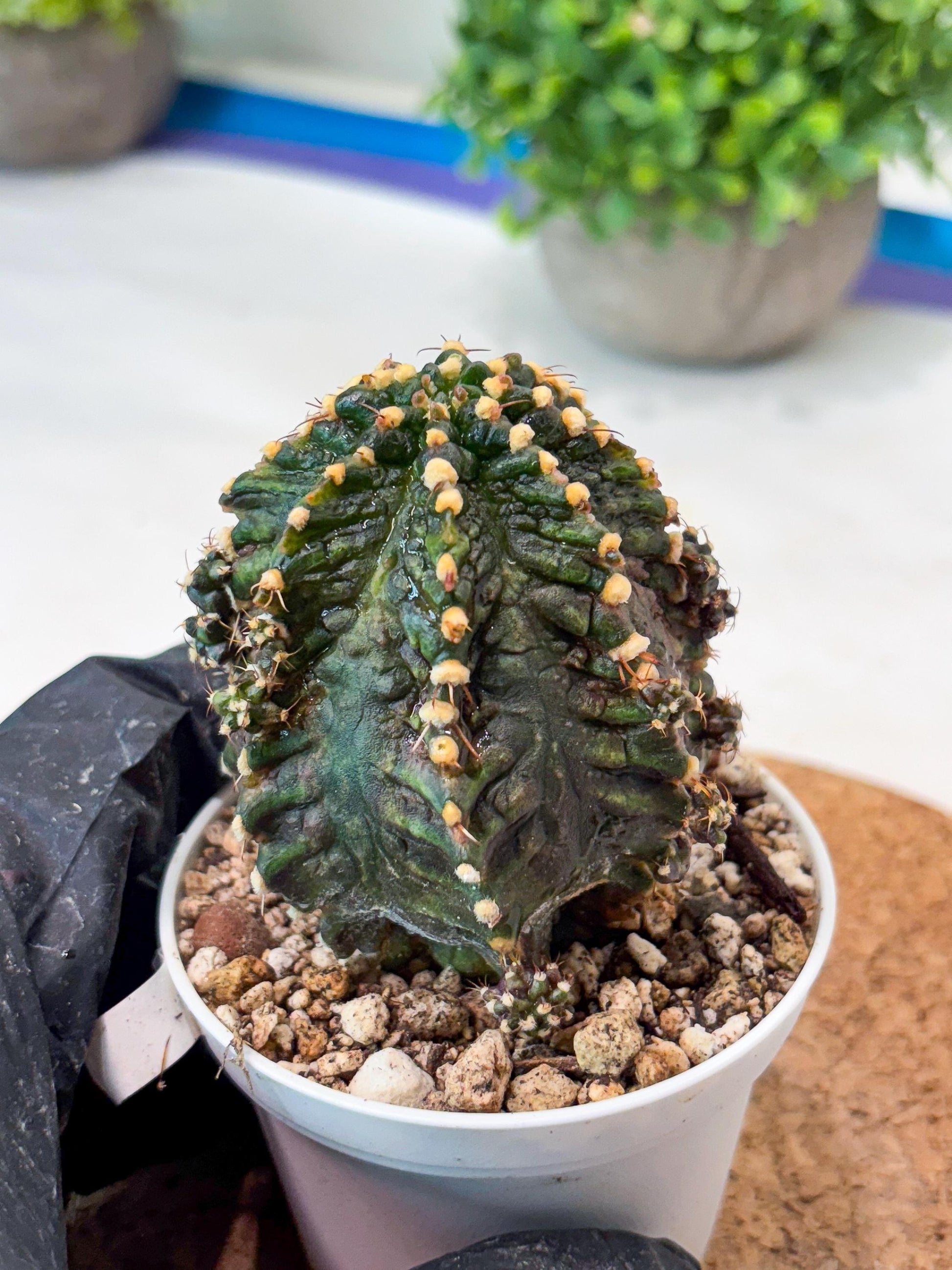 Gymnocalycium "T-REX" (g5) (b1) | Special Hybrid cactus