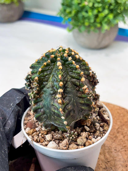 Gymnocalycium "T-REX" (g5) (b1) | Special Hybrid cactus