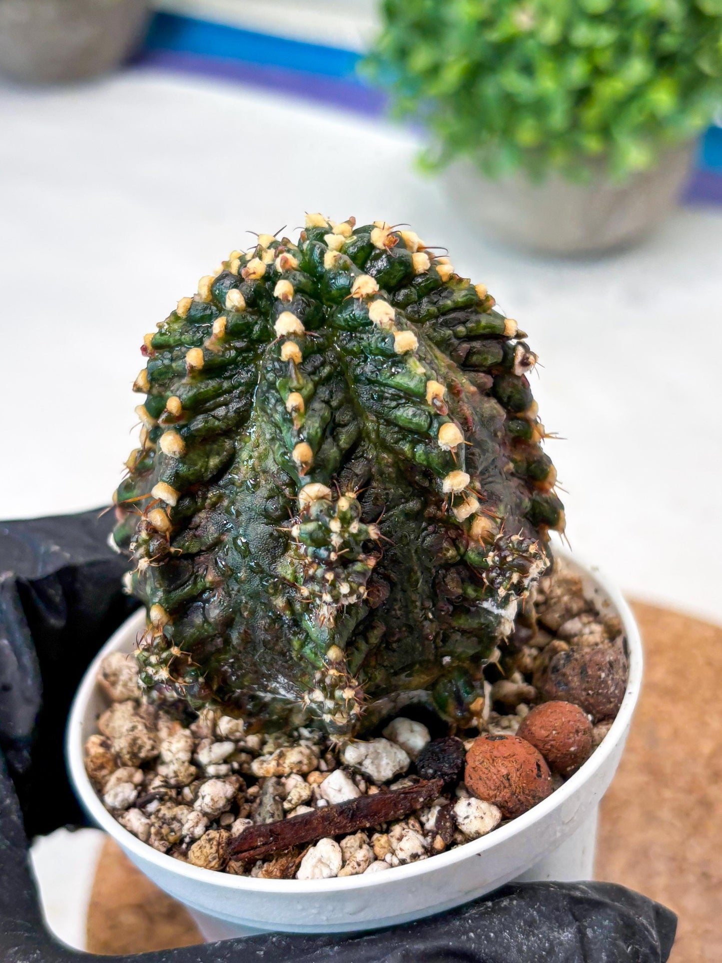 Gymnocalycium "T-REX" (g5) (b1) | Special Hybrid cactus