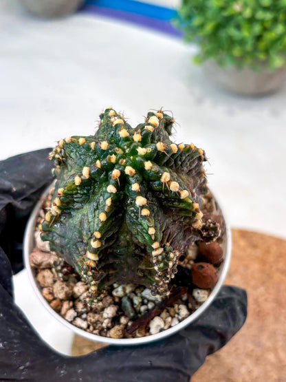 Gymnocalycium "T-REX" (g5) (b1) | Special Hybrid cactus