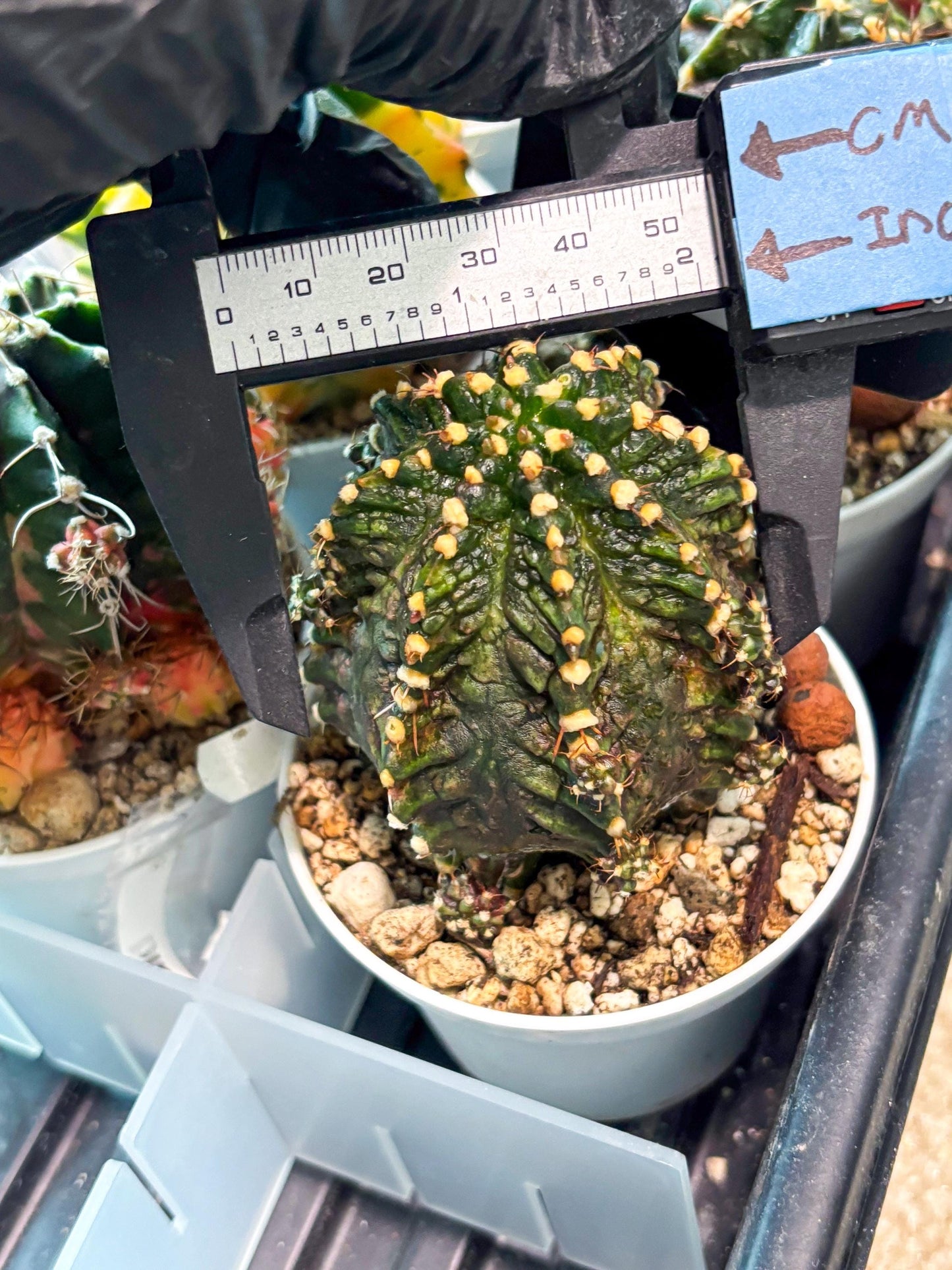 Gymnocalycium "T-REX" (g5) (b1) | Special Hybrid cactus