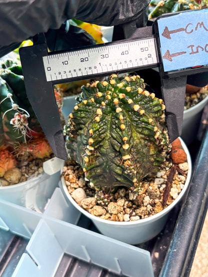 Gymnocalycium "T-REX" (g5) (b1) | Special Hybrid cactus