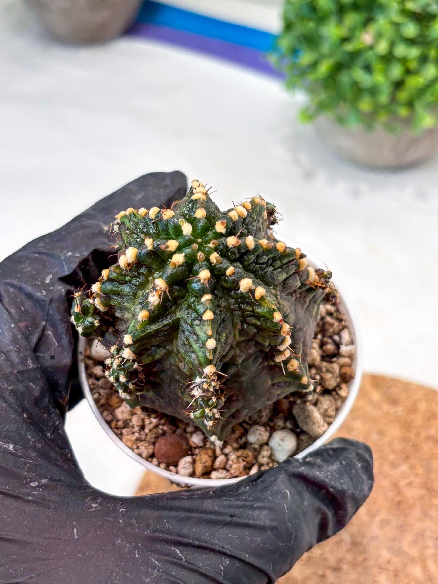 Gymnocalycium "T-REX" (g5) (b1) | Special Hybrid cactus