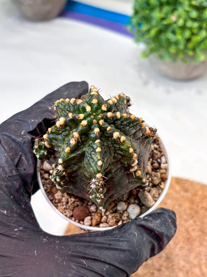Gymnocalycium "T-REX" (g5) (b1) | Special Hybrid cactus