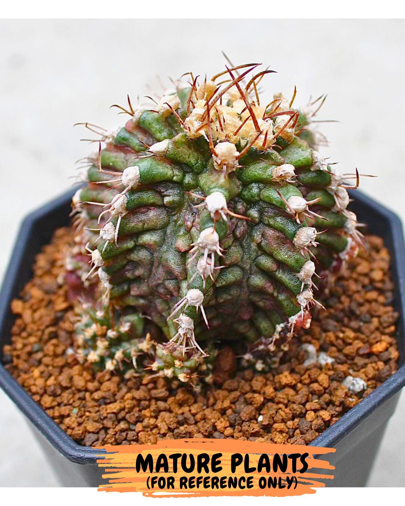 Gymnocalycium "T-REX" (g5) (b1) | Special Hybrid cactus