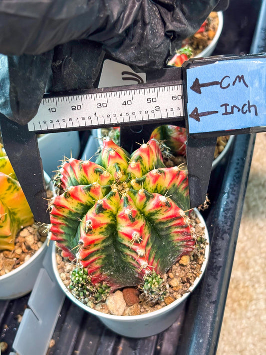 Gymnocalycium "Multicolor" (g5) (b3) | Special Hybrid cactus