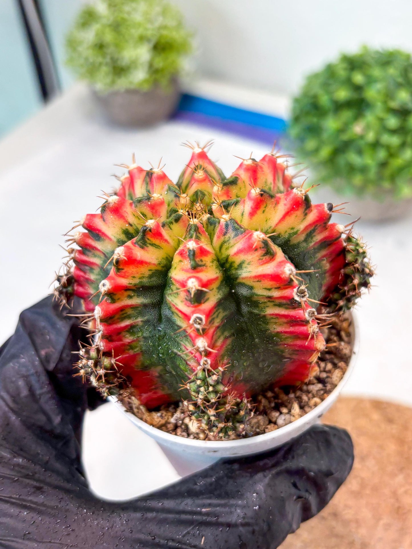 Gymnocalycium "Multicolor" (g5) (b3) | Special Hybrid cactus