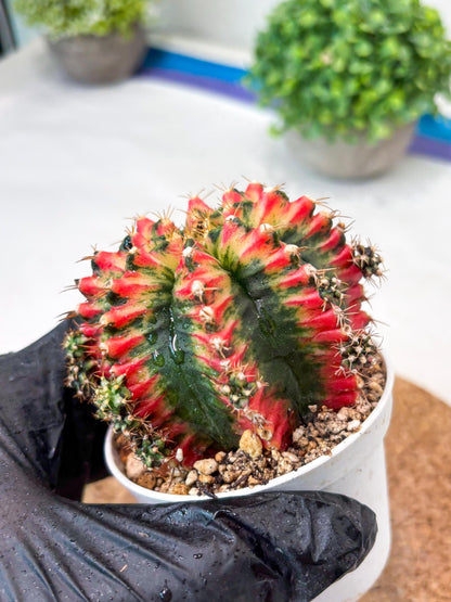 Gymnocalycium "Multicolor" (g5) (b3) | Special Hybrid cactus
