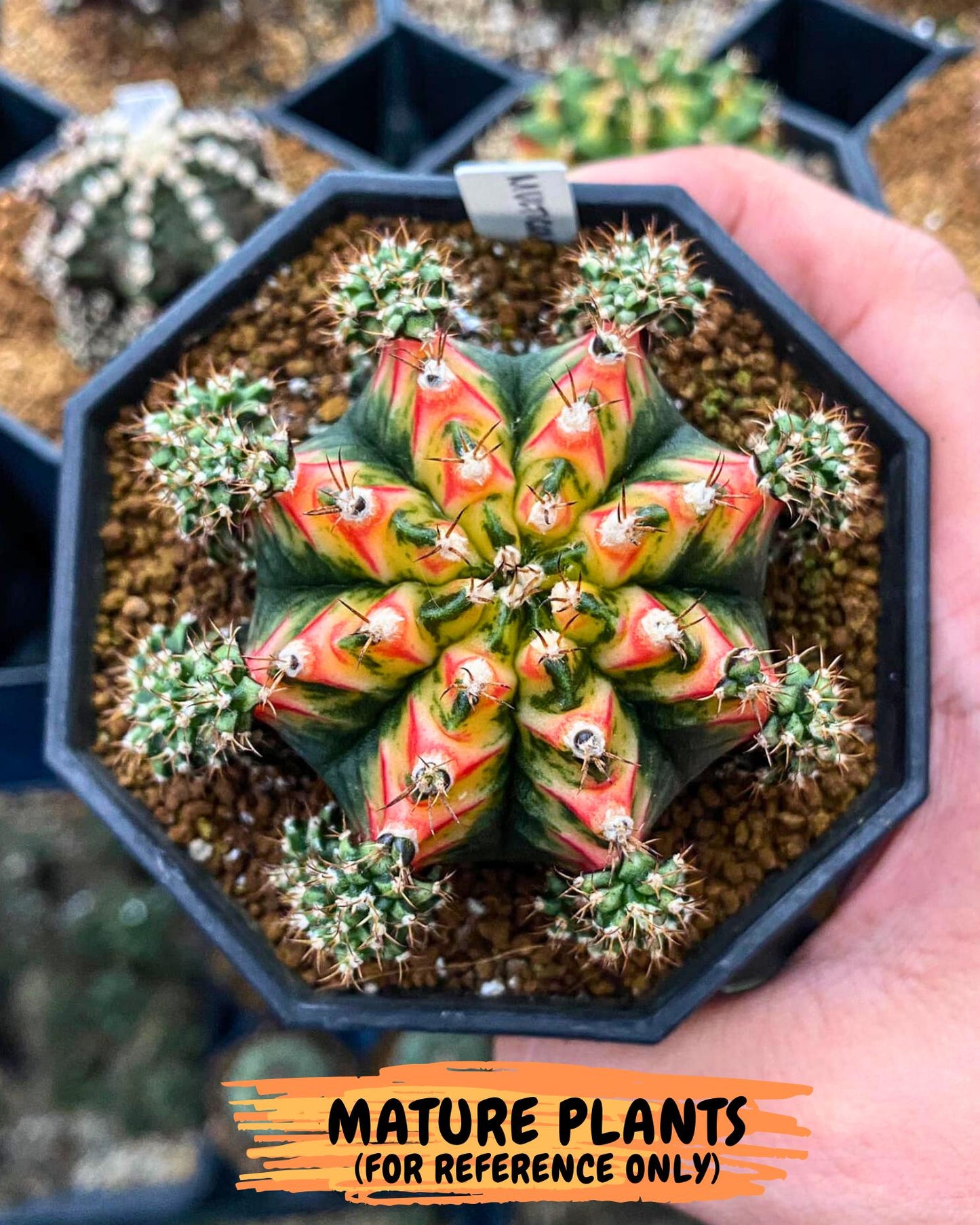 Gymnocalycium "Multicolor" (g2) (o5) | Special Hybrid cactus