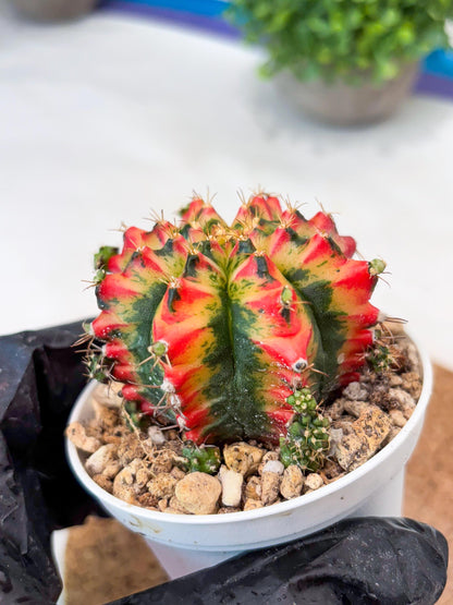 Gymnocalycium "Multicolor" (g5) (b4) | Special Hybrid cactus