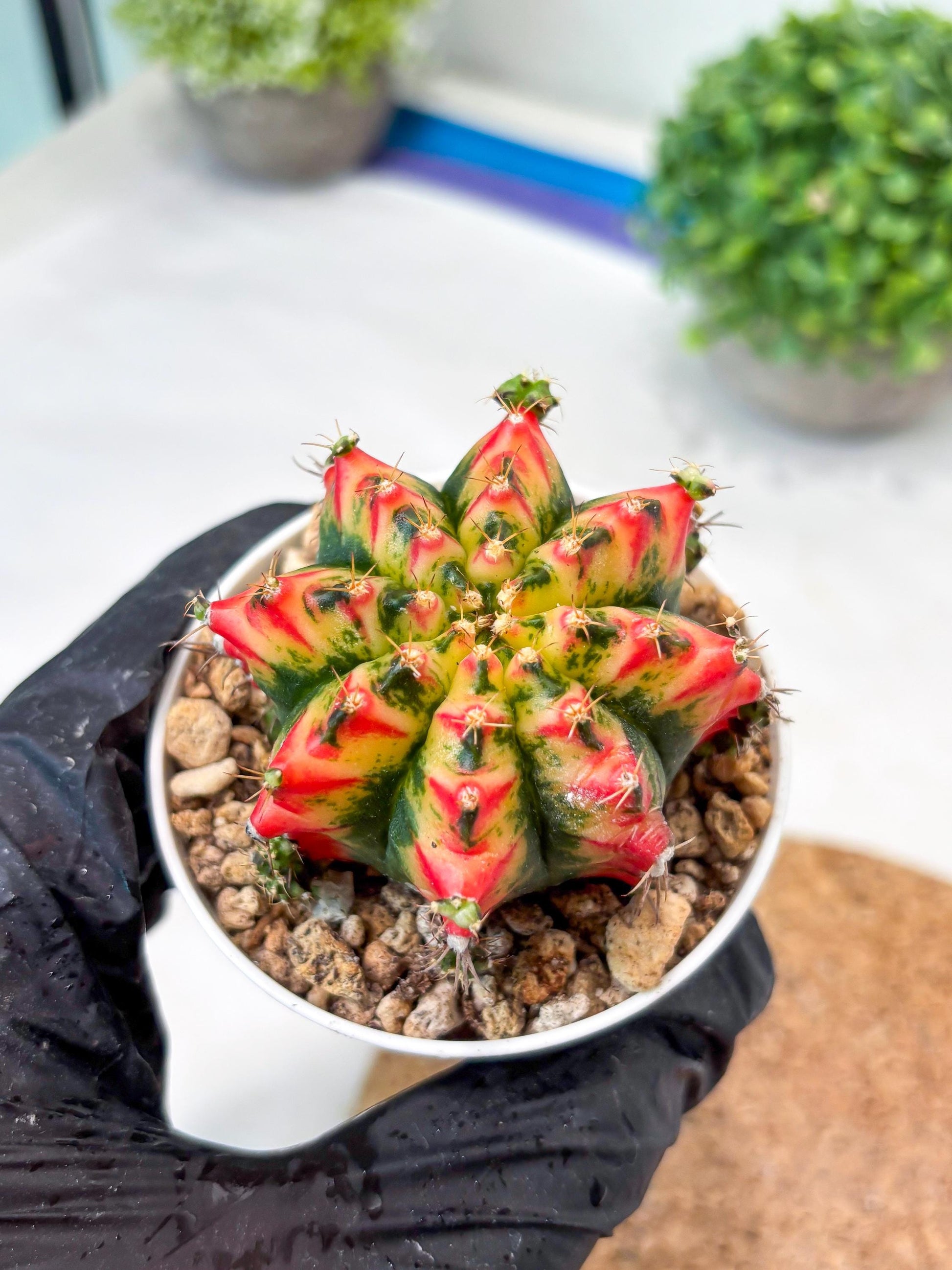 Gymnocalycium "Multicolor" (g5) (b4) | Special Hybrid cactus