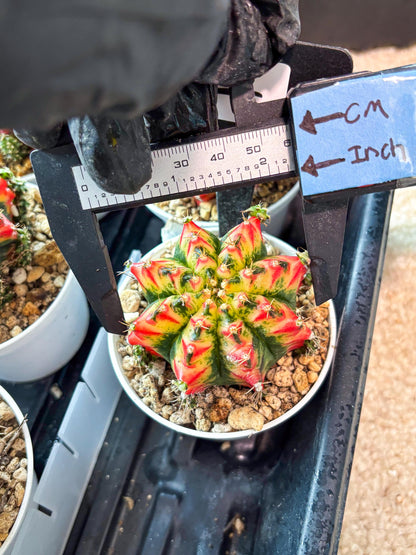 Gymnocalycium "Multicolor" (g5) (b4) | Special Hybrid cactus