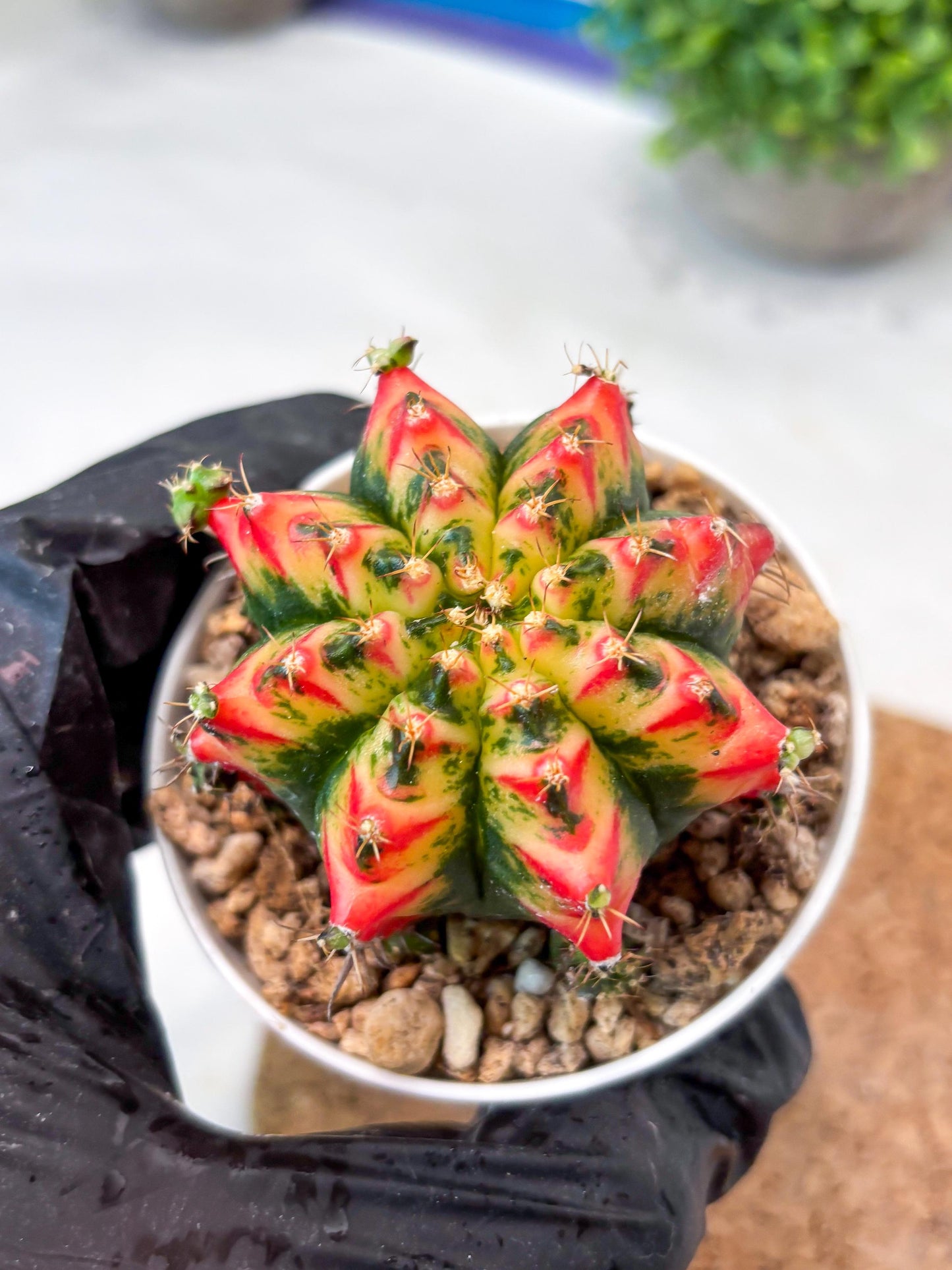 Gymnocalycium "Multicolor" (g5) (b4) | Special Hybrid cactus