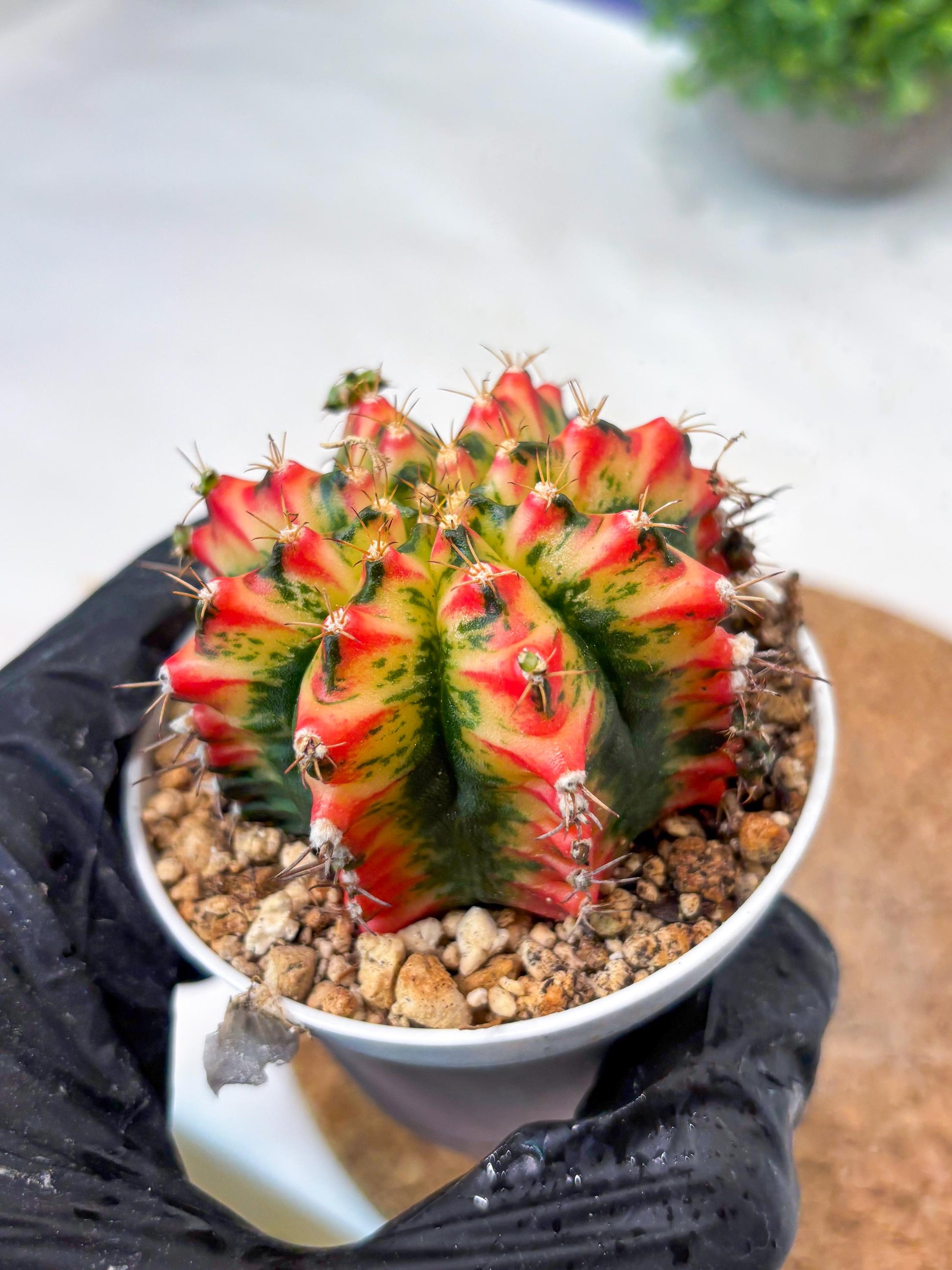 Gymnocalycium "Multicolor" (g5) (b5) | Special Hybrid cactus