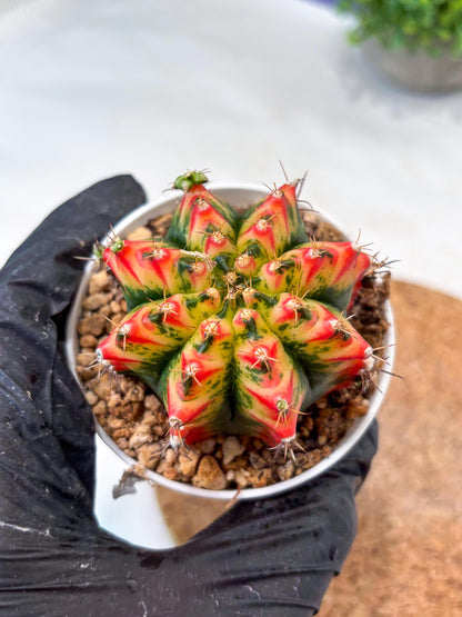 Gymnocalycium "Multicolor" (g5) (b5) | Special Hybrid cactus