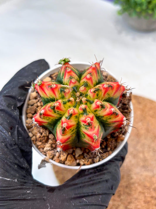 Gymnocalycium "Multicolor" (g5) (b5) | Special Hybrid cactus