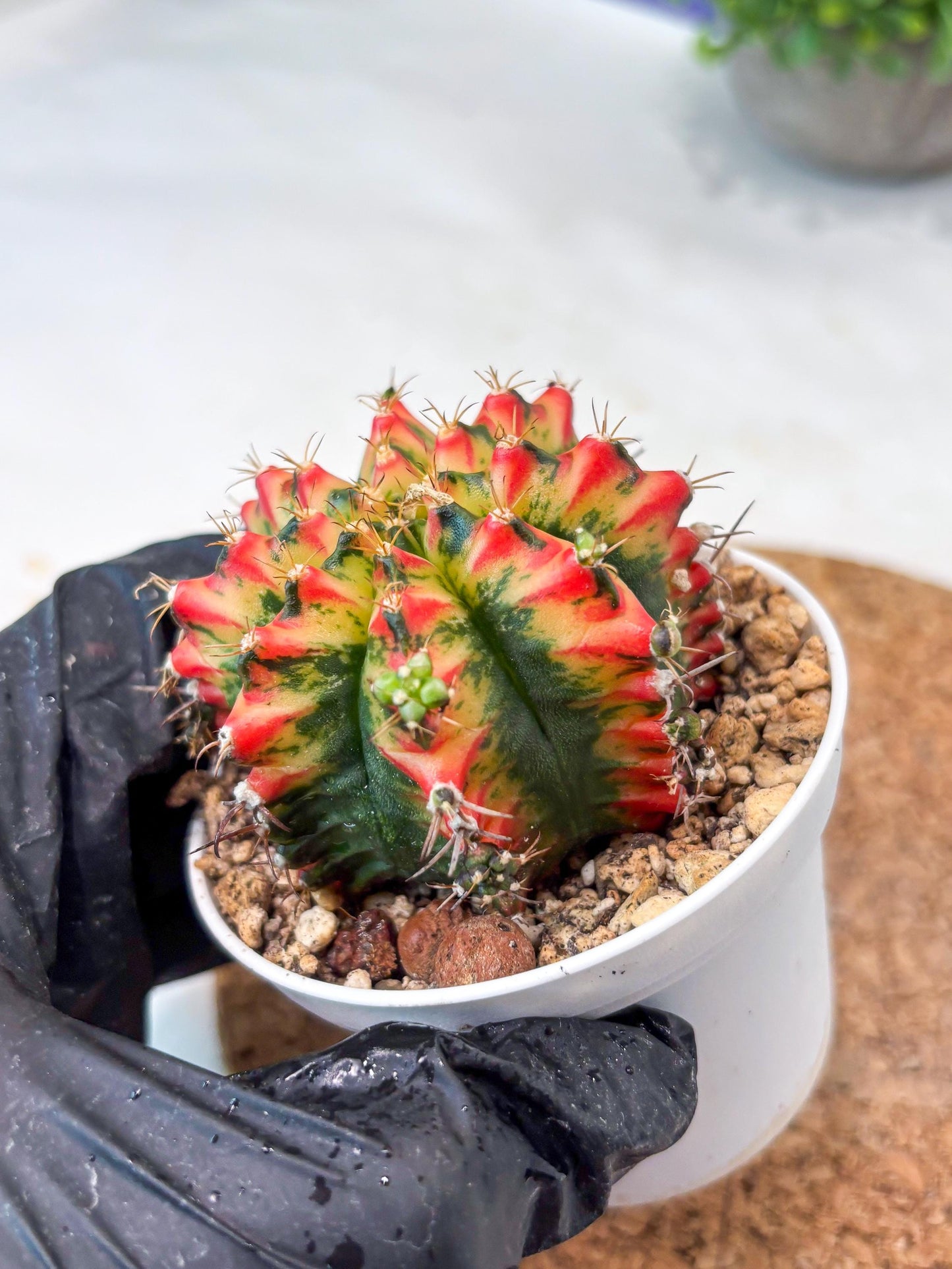 Gymnocalycium "Multicolor" (g5) (b5) | Special Hybrid cactus