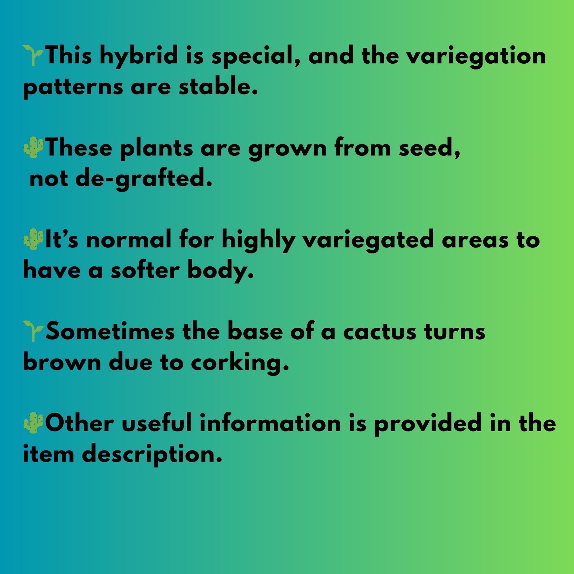 Gymnocalycium "Emerald" (g5) (r1) | Special Hybrid cactus