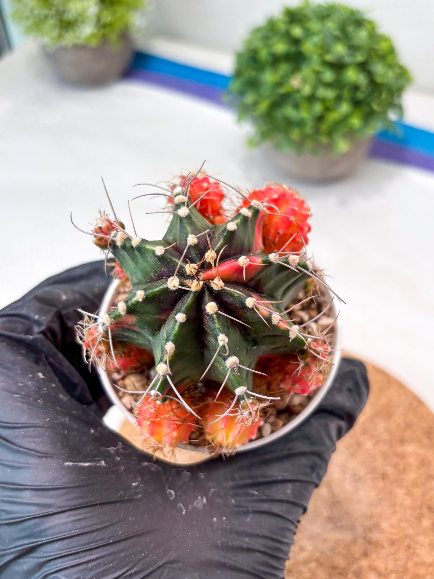 Gymnocalycium "Emerald" (g5) (r1) | Special Hybrid cactus