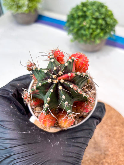 Gymnocalycium "Emerald" (g5) (r1) | Special Hybrid cactus