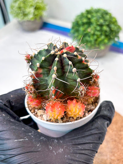 Gymnocalycium "Emerald" (g5) (r1) | Special Hybrid cactus
