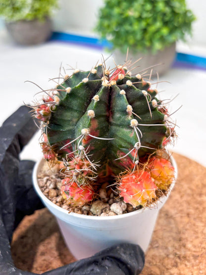 Gymnocalycium "Emerald" (g5) (r1) | Special Hybrid cactus