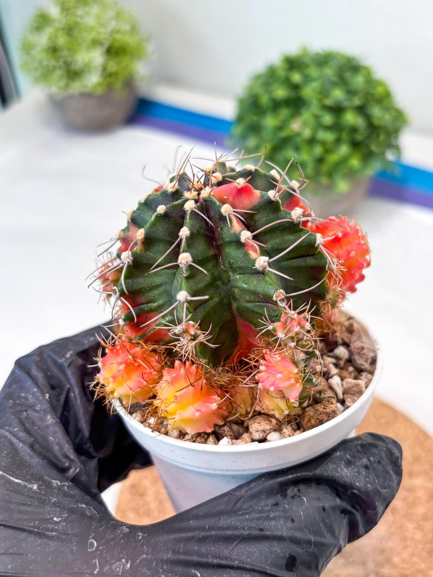 Gymnocalycium "Emerald" (g5) (r1) | Special Hybrid cactus